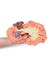 Intestino porzione di ilo Erler Zimmer 3D anatomy Series