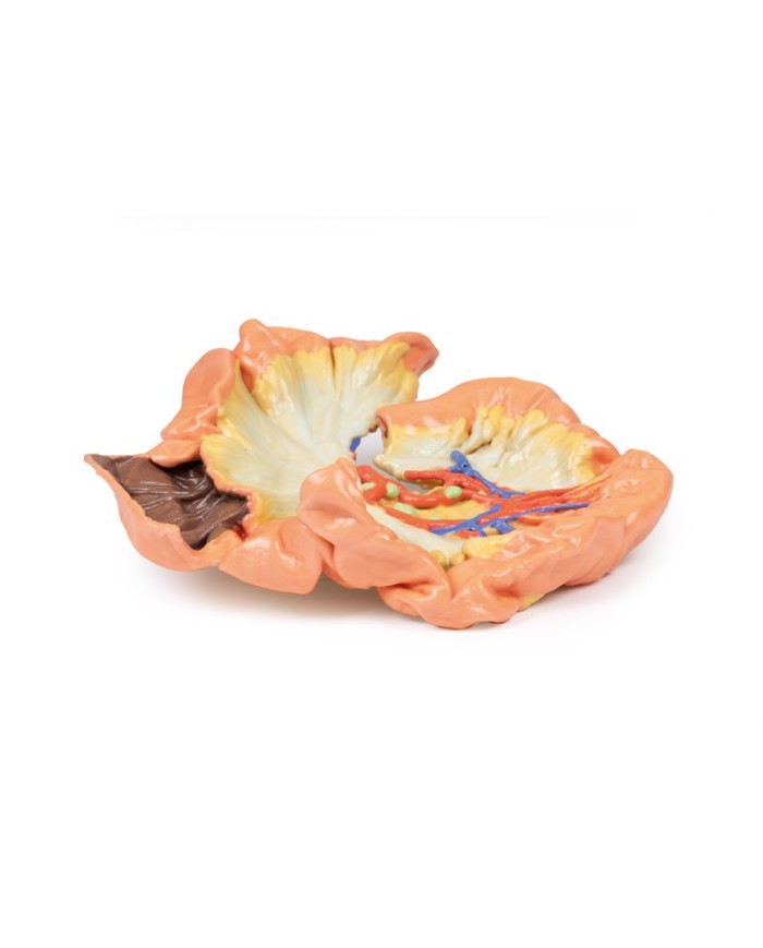 Intestino porzione di digiuno Erler Zimmer 3D anatomy Series