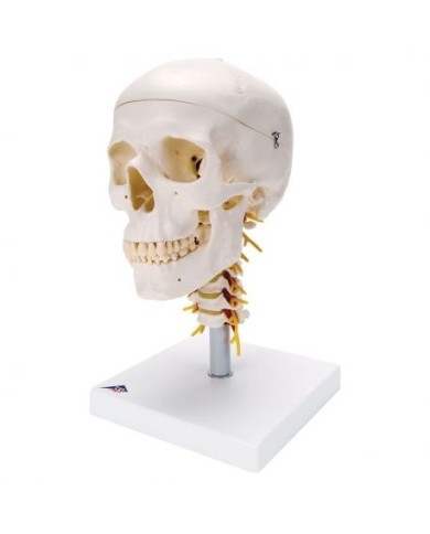 3B Scientific, Modello di  Cranio scomponibile classico con vertebre cervicali A20/1 3B Scientific, Modello di  Cranio scomponibile classico con vertebre cervicali A20/1
