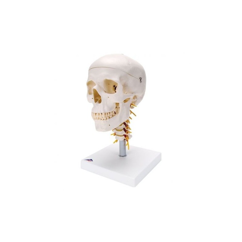 3B Scientific, Modello di  Cranio scomponibile classico con vertebre cervicali A20/1