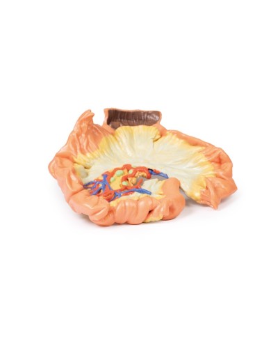 Intestino porzione di digiuno Erler Zimmer 3D anatomy Series