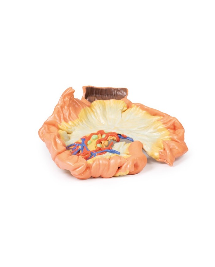 Intestino porzione di digiuno Erler Zimmer 3D anatomy Series