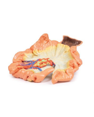 Intestino porzione di digiuno Erler Zimmer 3D anatomy Series