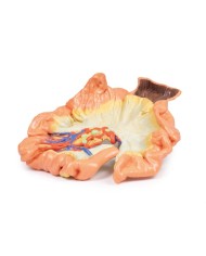 Intestino porzione di digiuno Erler Zimmer 3D anatomy Series