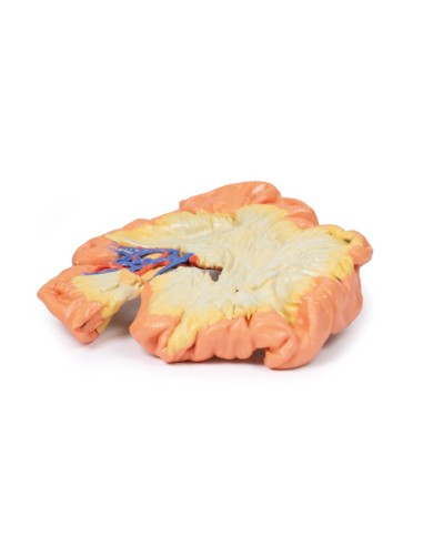 Intestino porzione di digiuno Erler Zimmer 3D anatomy Series