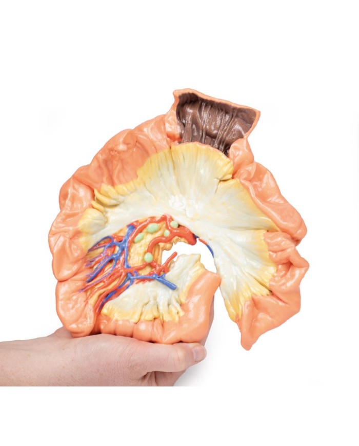 Intestino porzione di digiuno Erler Zimmer 3D anatomy Series