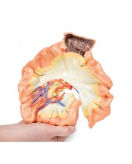 Intestino porzione di digiuno Erler Zimmer 3D anatomy Series