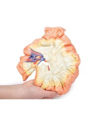 Intestino porzione di digiuno Erler Zimmer 3D anatomy Series