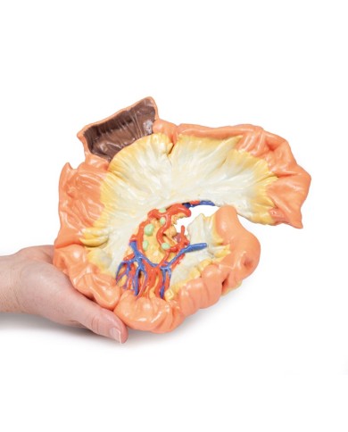 Intestino porzione di digiuno Erler Zimmer 3D anatomy Series