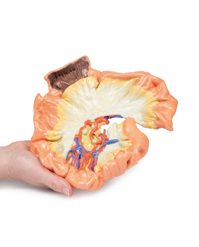 Intestino porzione di digiuno Erler Zimmer 3D anatomy Series