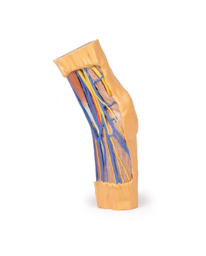 Fossa cubitale Erler Zimmer 3D anatomy Series