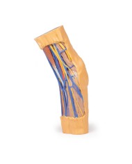 Fossa cubitale Erler Zimmer 3D anatomy Series