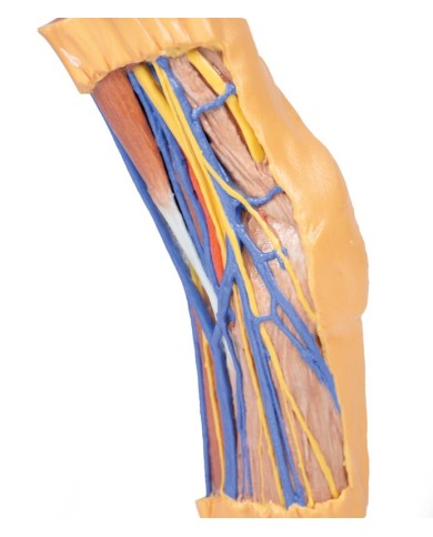 Fossa cubitale Erler Zimmer 3D anatomy Series Fossa cubitale Erler Zimmer 3D anatomy Series