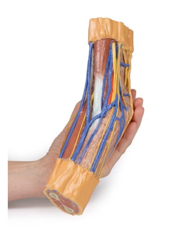 Fossa cubitale Erler Zimmer 3D anatomy Series Fossa cubitale Erler Zimmer 3D anatomy Series