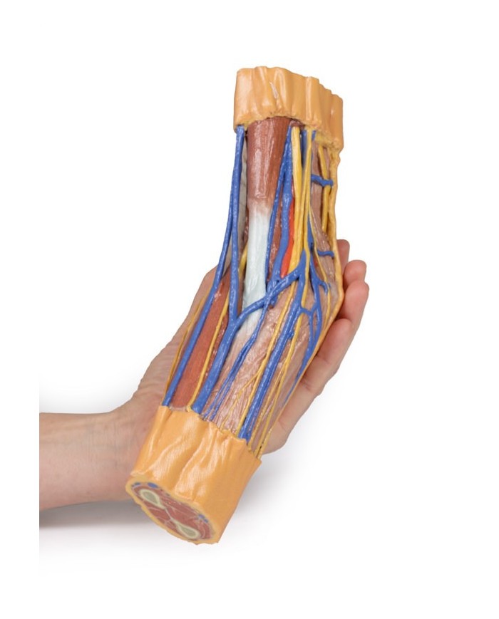 Fossa cubitale Erler Zimmer 3D anatomy Series