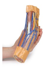 Fossa cubitale Erler Zimmer 3D anatomy Series