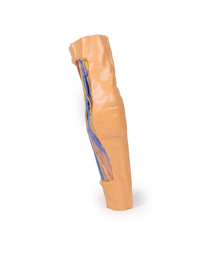 Fossa cubitale Erler Zimmer 3D anatomy Series