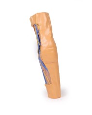 Fossa cubitale Erler Zimmer 3D anatomy Series