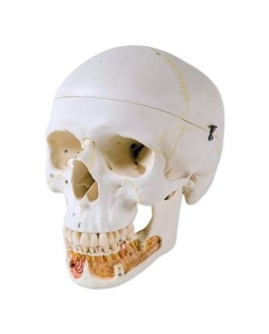 3B Scientific, modello anatomico di Cranio didattico classico con mandibola aperta A22