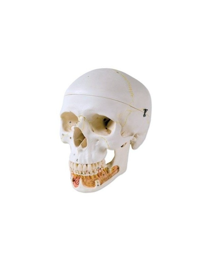 3B Scientific, modello anatomico di Cranio didattico classico con mandibola aperta A22