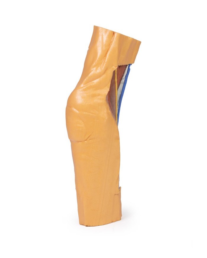 Fossa cubitale Erler Zimmer 3D anatomy Series