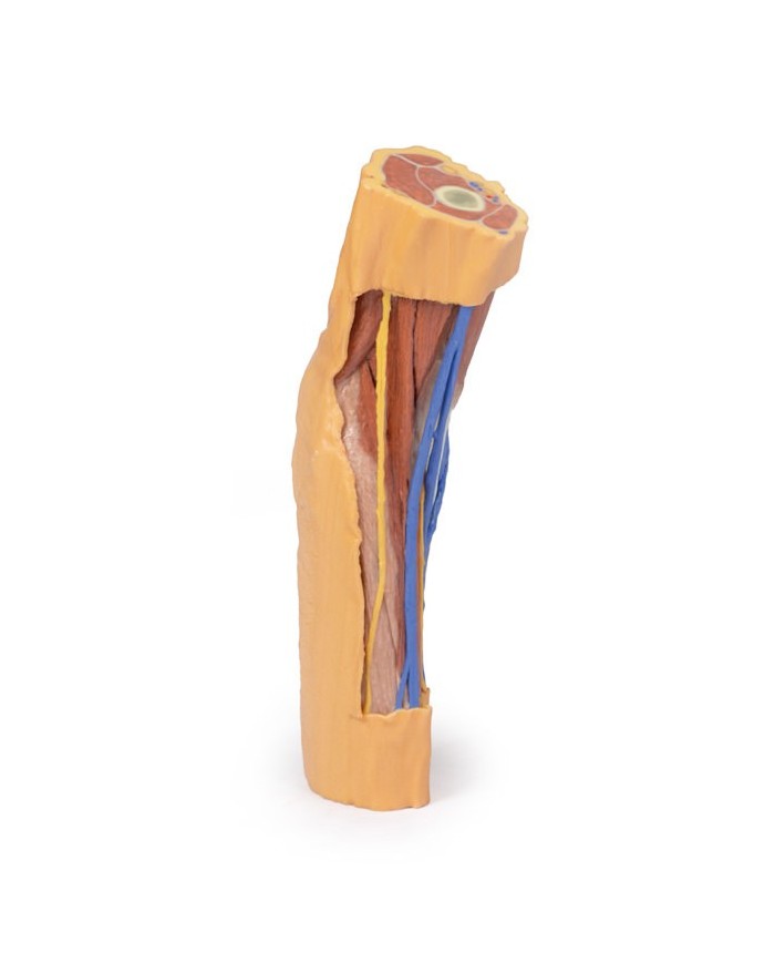 Fossa cubitale Erler Zimmer 3D anatomy Series