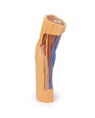 Fossa cubitale Erler Zimmer 3D anatomy Series