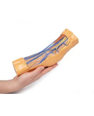 Fossa cubitale Erler Zimmer 3D anatomy Series