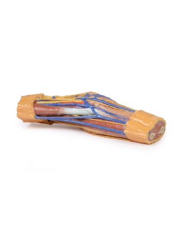 Fossa cubitale Erler Zimmer 3D anatomy Series Fossa cubitale Erler Zimmer 3D anatomy Series
