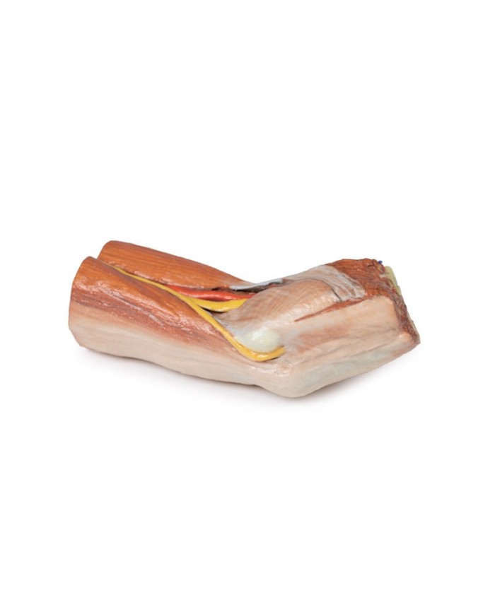 Fossa cubitale muscoli nervi principali e arteria brachiale Erler Zimme