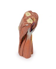 Fossa cubitale muscoli nervi principali e arteria brachiale Erler Zimme