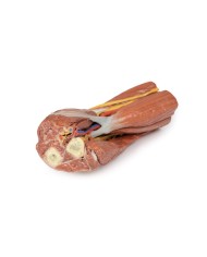 Fossa cubitale muscoli nervi principali e arteria brachiale Erler Zimme