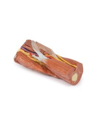 Fossa cubitale muscoli nervi principali e arteria brachiale Erler Zimme