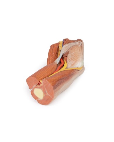 Fossa cubitale muscoli nervi principali e arteria brachiale Erler Zimme Fossa cubitale muscoli nervi principali e arteria brachiale Erler Zimme