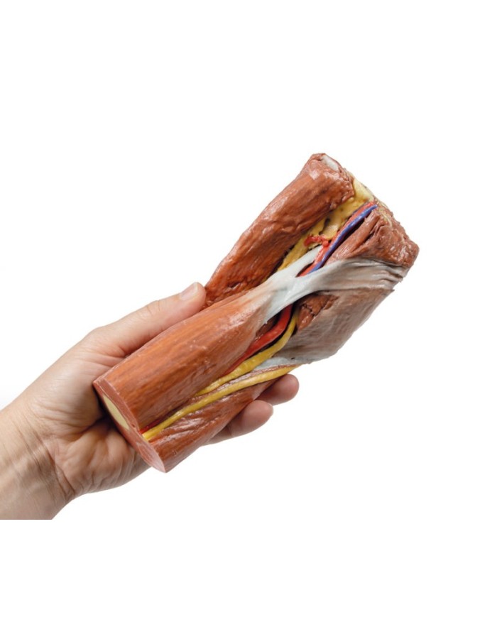 Fossa cubitale muscoli nervi principali e arteria brachiale Erler Zimme