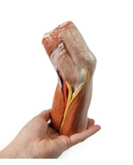 Fossa cubitale muscoli nervi principali e arteria brachiale Erler Zimme