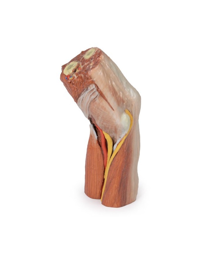 Fossa cubitale muscoli nervi principali e arteria brachiale Erler Zimme