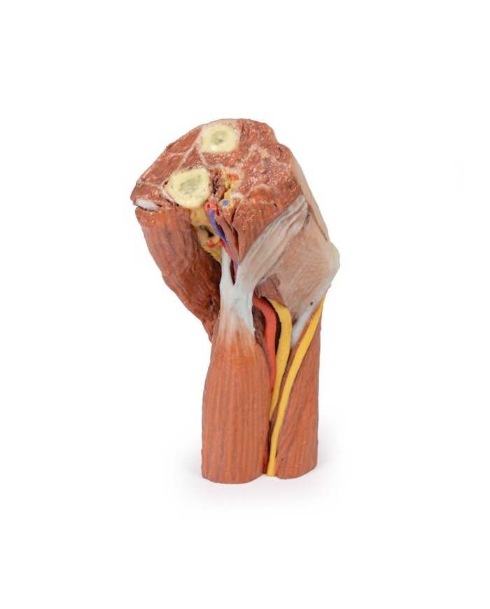 Fossa cubitale muscoli nervi principali e arteria brachiale Erler Zimme