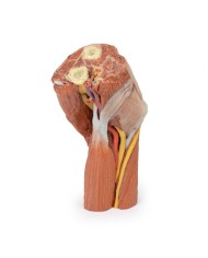 Fossa cubitale muscoli nervi principali e arteria brachiale Erler Zimme