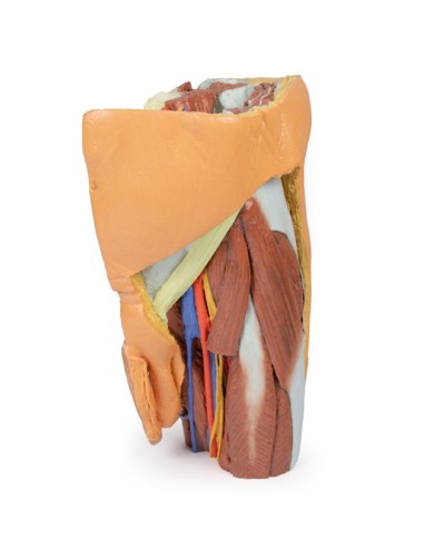 Pelvi sinistra maschile e coscia prossimale Erler Zimmer 3D anatomy Serie