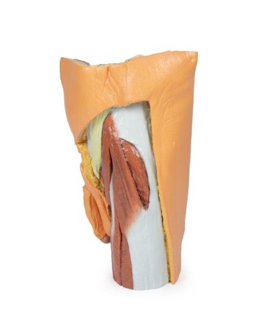 Pelvi sinistra maschile e coscia prossimale Erler Zimmer 3D anatomy Serie