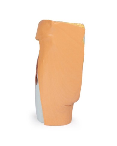 Pelvi sinistra maschile e coscia prossimale Erler Zimmer 3D anatomy Serie