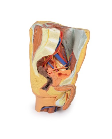 Pelvi sinistra maschile e coscia prossimale Erler Zimmer 3D anatomy Serie