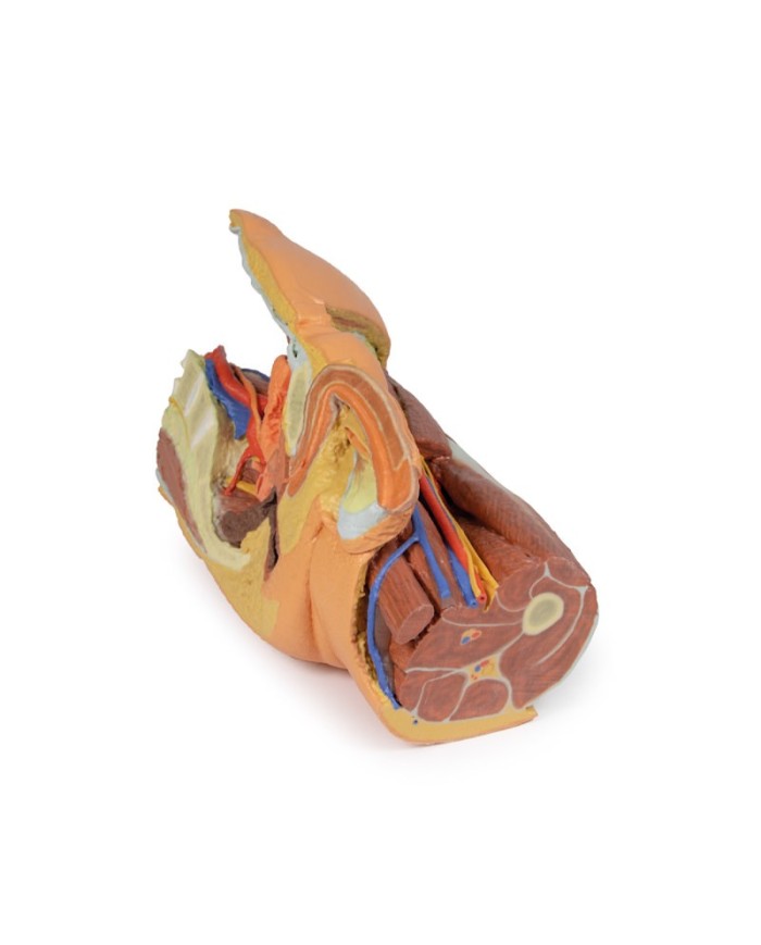 Pelvi sinistra maschile e coscia prossimale Erler Zimmer 3D anatomy Serie Pelvi sinistra maschile e coscia prossimale Erler Zimmer 3D anatomy Serie