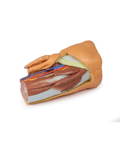 Pelvi sinistra maschile e coscia prossimale Erler Zimmer 3D anatomy Serie