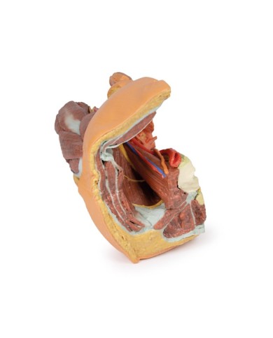 Pelvi sinistra maschile e coscia prossimale Erler Zimmer 3D anatomy Serie