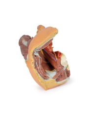 Pelvi sinistra maschile e coscia prossimale Erler Zimmer 3D anatomy Serie Pelvi sinistra maschile e coscia prossimale Erler Zimmer 3D anatomy Serie