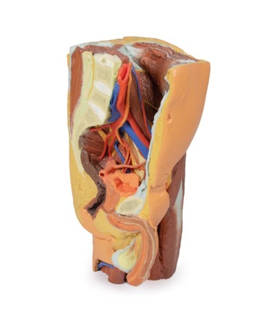 Pelvi sinistra maschile e coscia prossimale Erler Zimmer 3D anatomy Serie