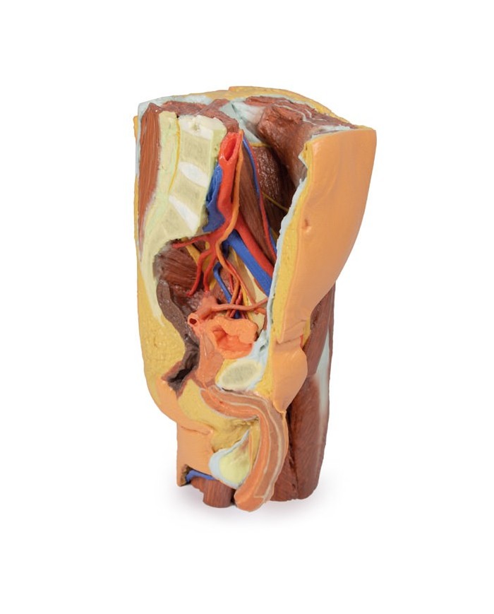 Pelvi sinistra maschile e coscia prossimale Erler Zimmer 3D anatomy Serie Pelvi sinistra maschile e coscia prossimale Erler Zimmer 3D anatomy Serie