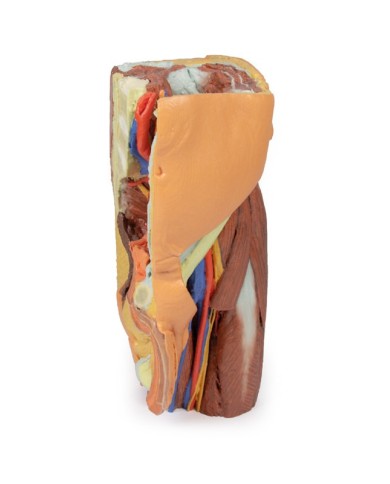 Pelvi sinistra maschile e coscia prossimale Erler Zimmer 3D anatomy Serie